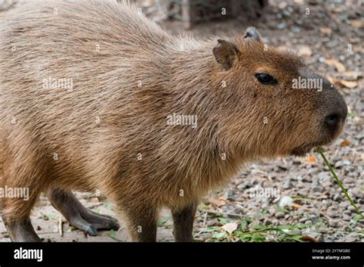Brazil Capybara: The Gentle Giant of South America
