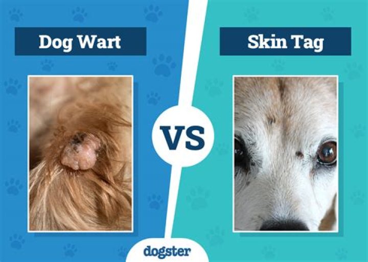 Comprehensive Guide to Skin Tags on Dogs: Pictures, Causes, and Treatment