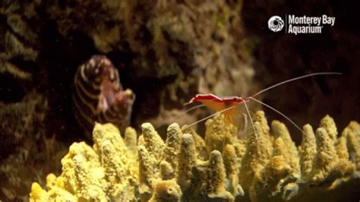 Discover the World of Animated Shrimp GIFs: A Trending Visual Phenomenon