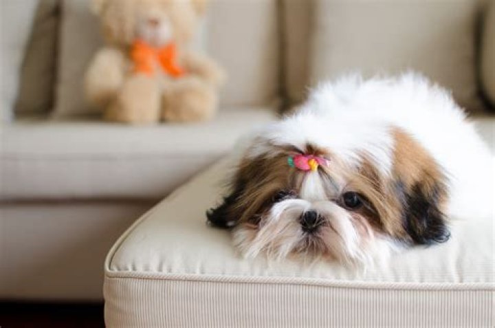 Do Shih Tzu Shed: Understanding the Truth About Their Coat