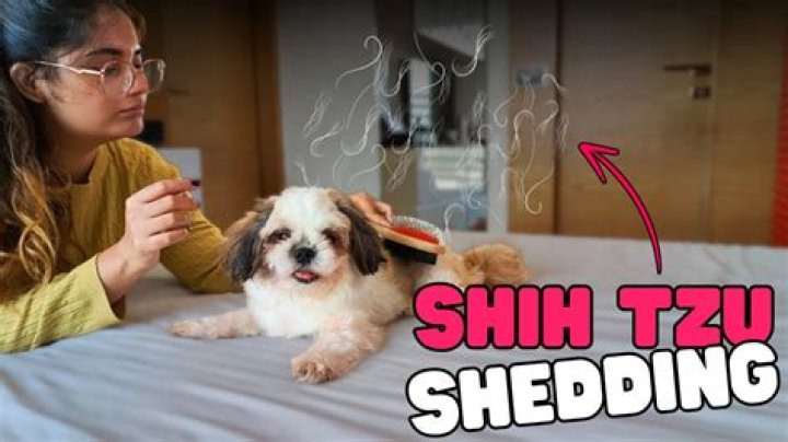 Do Shih Tzus Shed Hair? Everything You Need to Know About Shih Tzu Shedding