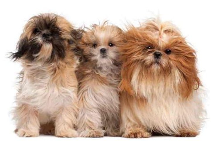 Does the Shih Tzu Shed? Everything You Need to Know About Shih Tzu Fur