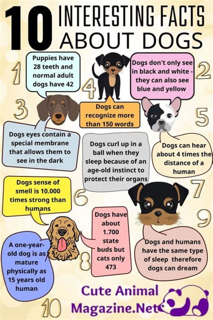 Everything You Need to Know About Dogs: Your Ultimate Guide to Man&rsquo;s Best Friend