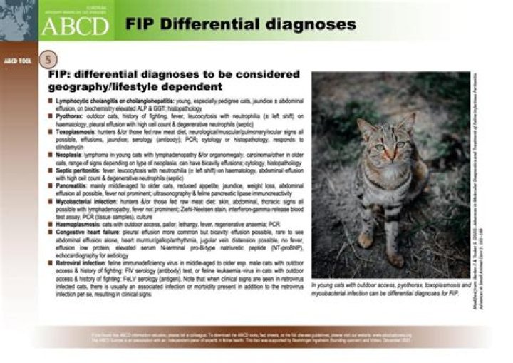 Fun Facts &amp; Trends: Fik Fip!