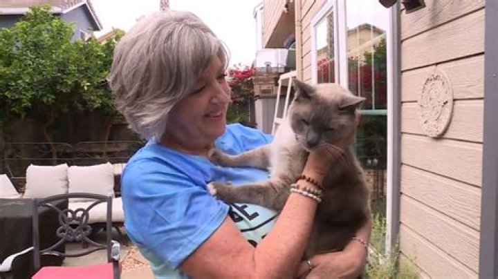Missing Cat in Yellowstone? Help Us Find [Cat Name]!