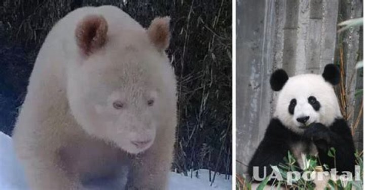 Panda With No Black Spots: Discovering the Unique and Rare Phenomenon