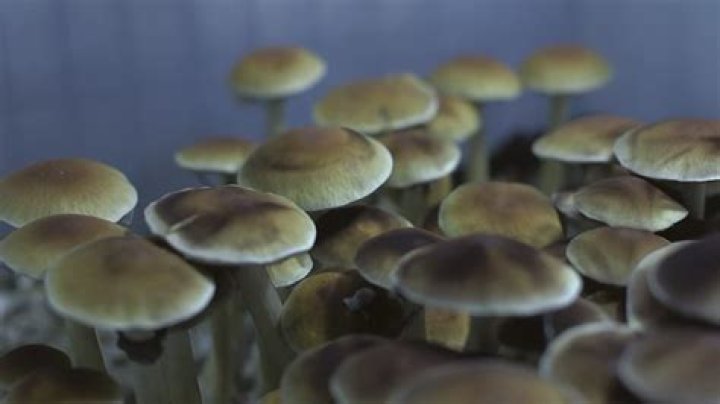 Shrooms Q Real Name: Unveiling the Mystery