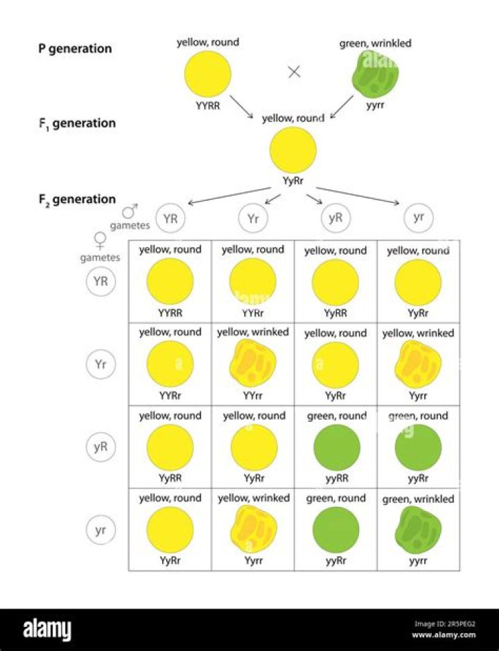 Understanding the Peasant Phenotype: A Comprehensive Guide