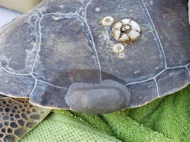 What Happened to The Turtleman: A Comprehensive Exploration