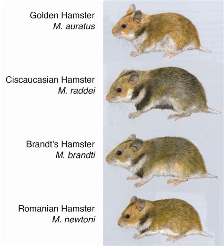 X Hamster History: A Comprehensive Journey Through Time